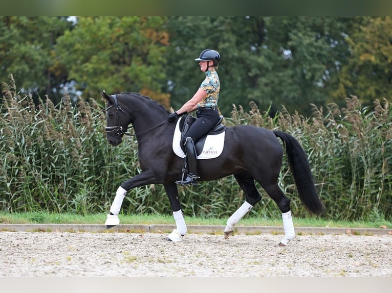 KWPN Stute 8 Jahre 167 cm Schwarzbrauner in Haaksbergen