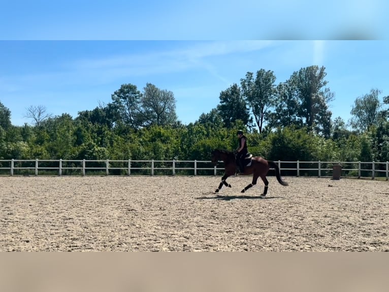 KWPN Stute 8 Jahre 168 cm Brauner in Wien