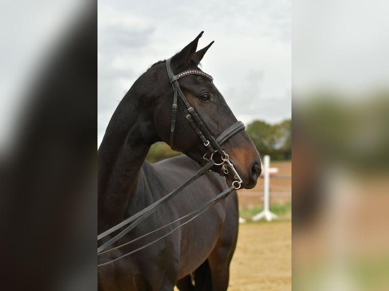 KWPN Stute 8 Jahre 168 cm Dunkelbrauner in Geilenkirchen