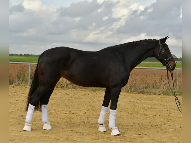 KWPN Stute 8 Jahre 168 cm Dunkelbrauner in Geilenkirchen