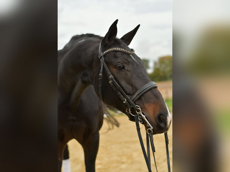 KWPN Stute 8 Jahre 168 cm Dunkelbrauner in Geilenkirchen