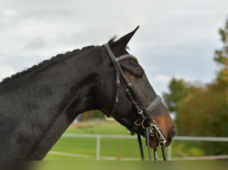 KWPN Stute 8 Jahre 168 cm Dunkelbrauner in Geilenkirchen