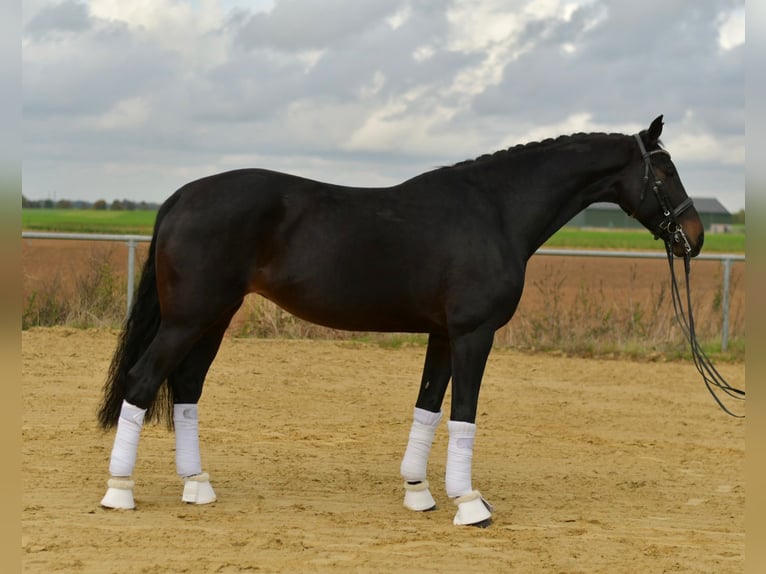 KWPN Stute 8 Jahre 168 cm Dunkelbrauner in Geilenkirchen