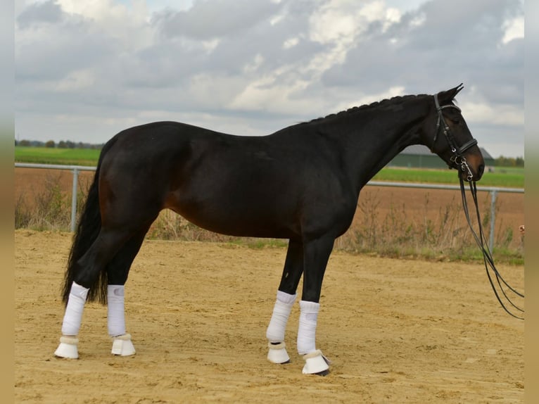 KWPN Stute 8 Jahre 168 cm Dunkelbrauner in Geilenkirchen