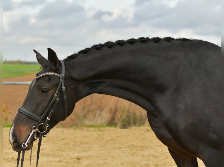 KWPN Stute 8 Jahre 168 cm Dunkelbrauner in Geilenkirchen