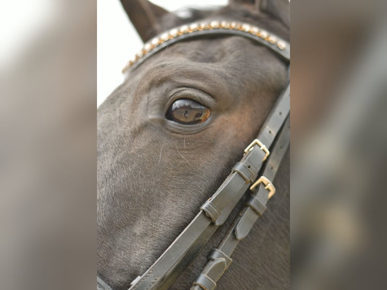 KWPN Stute 8 Jahre 168 cm Dunkelbrauner in Geilenkirchen