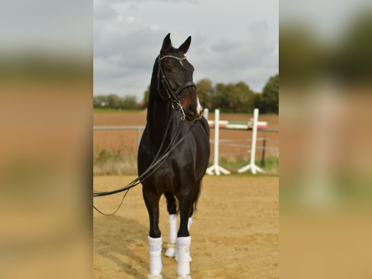 KWPN Stute 8 Jahre 168 cm Dunkelbrauner in Geilenkirchen