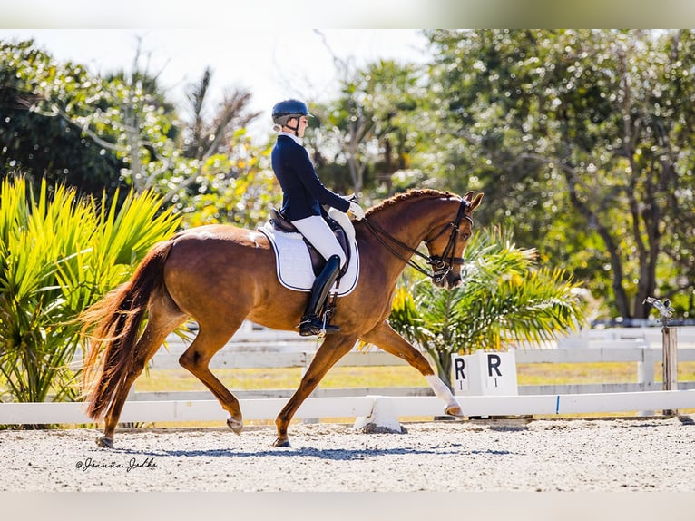 KWPN Stute 8 Jahre 168 cm Dunkelfuchs in Flemington