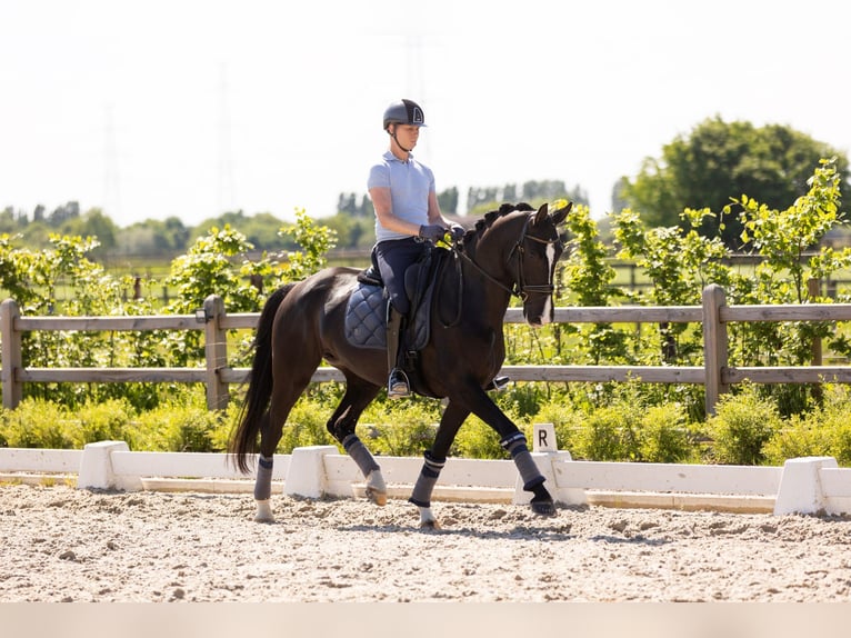 KWPN Stute 8 Jahre 168 cm Rappe in Lokeren
