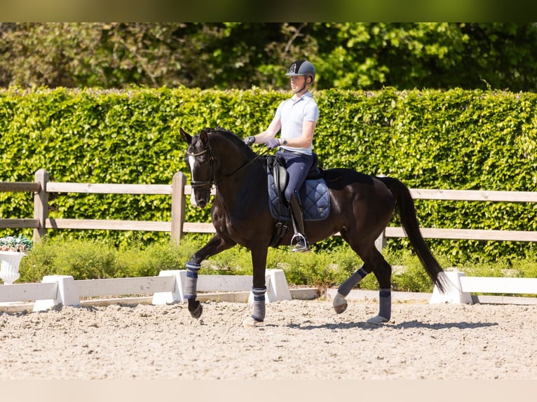 KWPN Stute 8 Jahre 168 cm Rappe in Lokeren