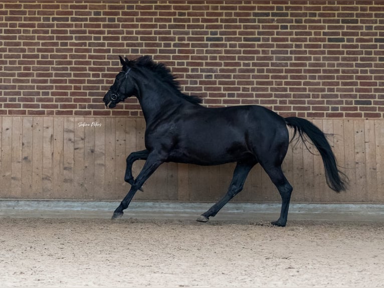 KWPN Stute 8 Jahre 168 cm Rappe in Goch