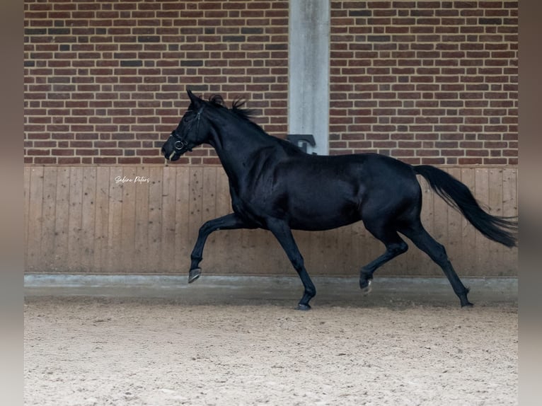KWPN Stute 8 Jahre 168 cm Rappe in Goch