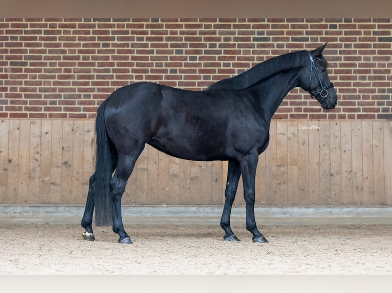 KWPN Stute 8 Jahre 168 cm Rappe in Goch