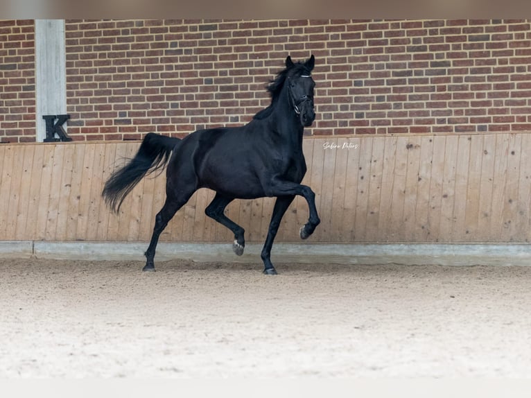 KWPN Stute 8 Jahre 168 cm Rappe in Goch