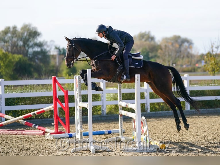 KWPN Stute 8 Jahre 168 cm in Olomouc