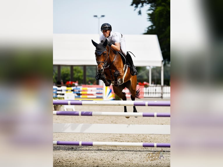 KWPN Stute 8 Jahre 169 cm Brauner in Vechta