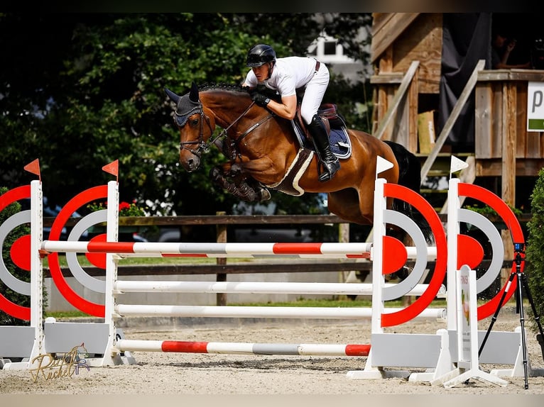 KWPN Stute 8 Jahre 169 cm Brauner in Vechta