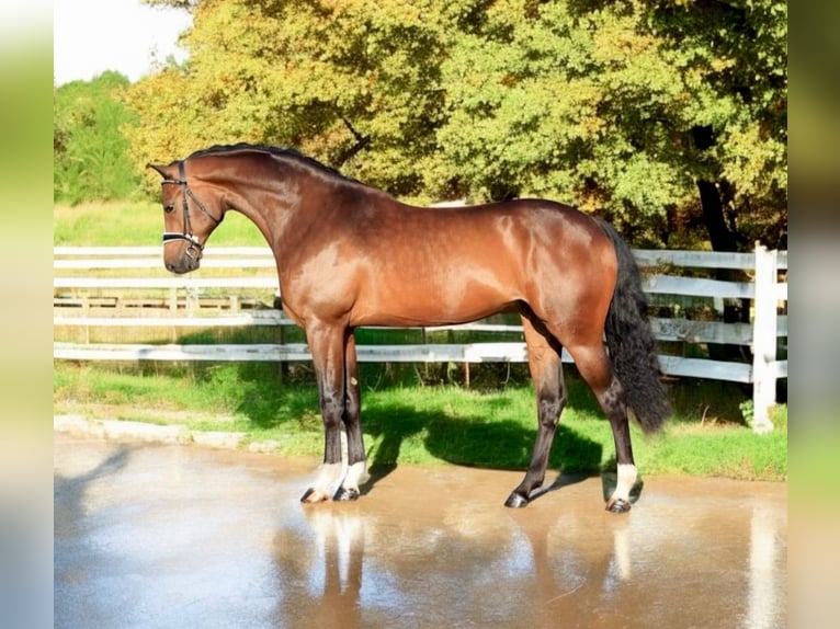 KWPN Stute 8 Jahre 169 cm in Medzilaborce