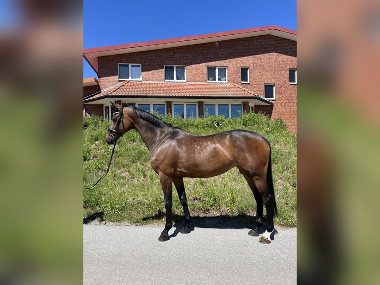 KWPN Stute 8 Jahre 170 cm Brauner in Löhne