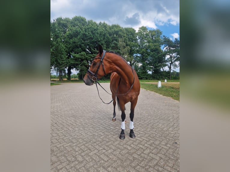 KWPN Stute 8 Jahre 170 cm Brauner in Schijndel