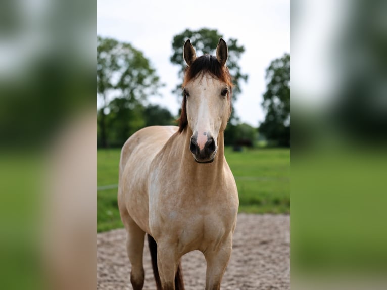 KWPN Stute 8 Jahre 170 cm Buckskin in Wapse