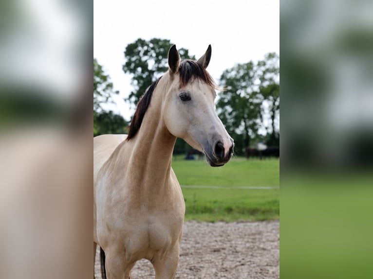 KWPN Stute 8 Jahre 170 cm Buckskin in Wapse