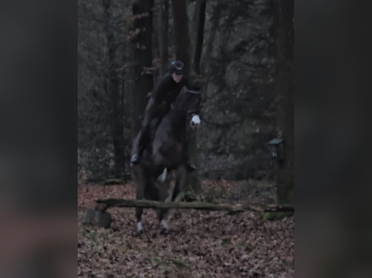 KWPN Stute 8 Jahre 170 cm Dunkelbrauner in Wezup