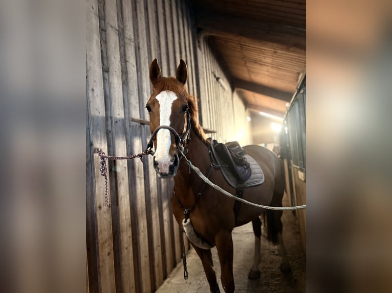 KWPN Stute 8 Jahre 170 cm Fuchs in Eisenpalmsdorf