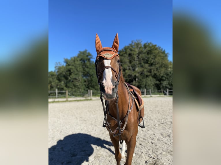 KWPN Stute 8 Jahre 170 cm Fuchs in Eisenpalmsdorf