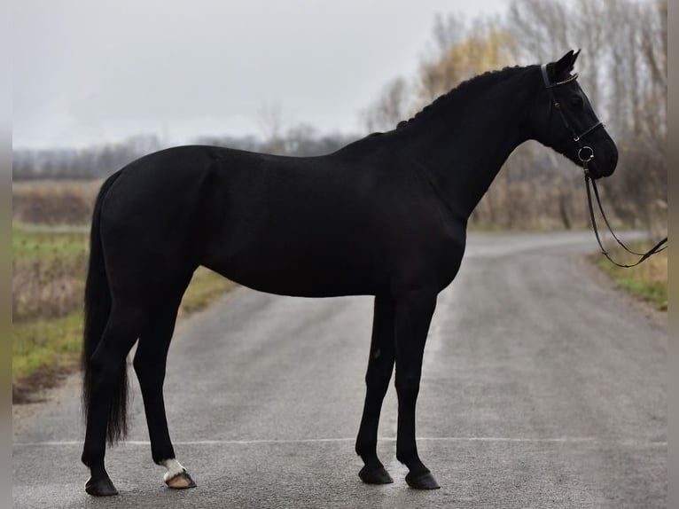 KWPN Stute 8 Jahre 170 cm Rappe in Kossuth Lajos 19