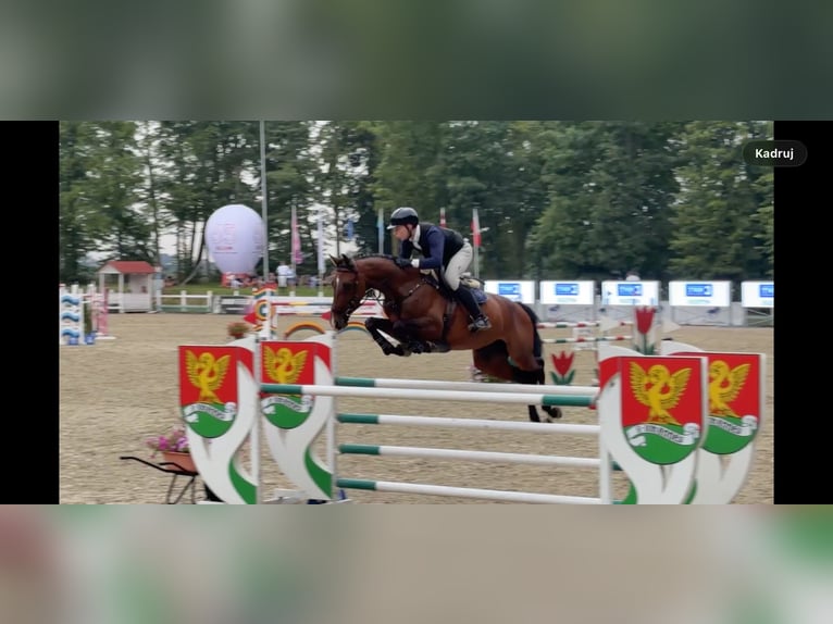 KWPN Stute 8 Jahre 172 cm Dunkelbrauner in Ługi Ujskie