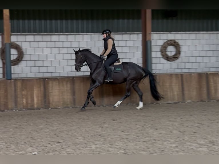 KWPN Stute 8 Jahre 172 cm Rappe in Oud Gastel