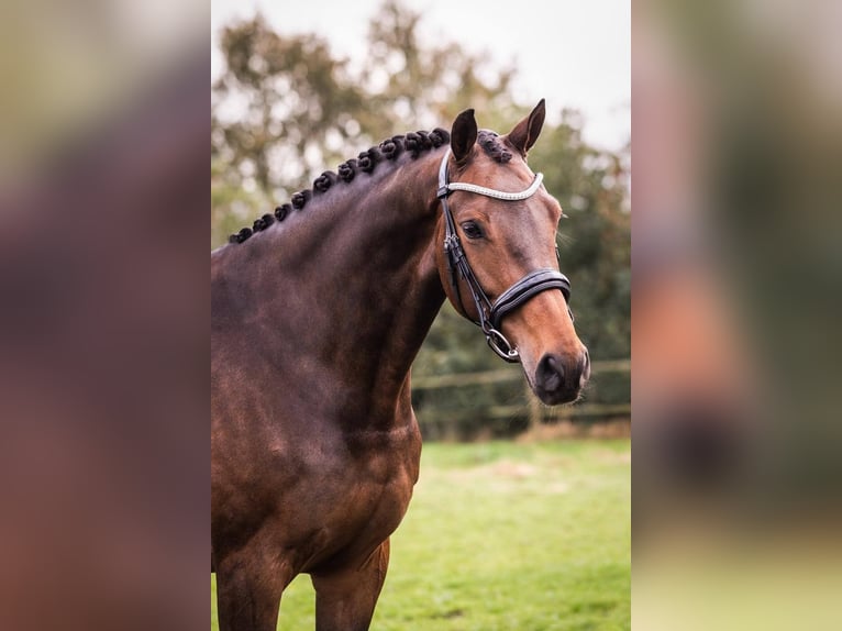 KWPN Stute 8 Jahre 172 cm Rotbrauner in Kecskemét