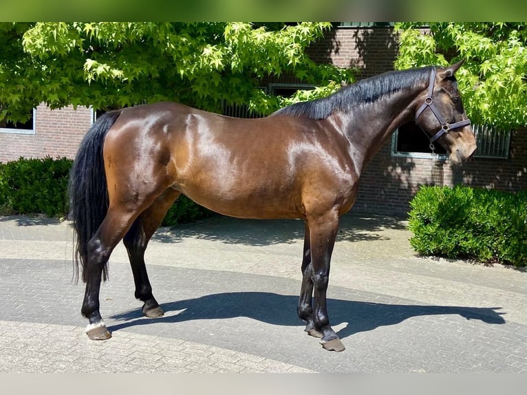 KWPN Stute 8 Jahre 172 cm Rotbrauner in Bladel