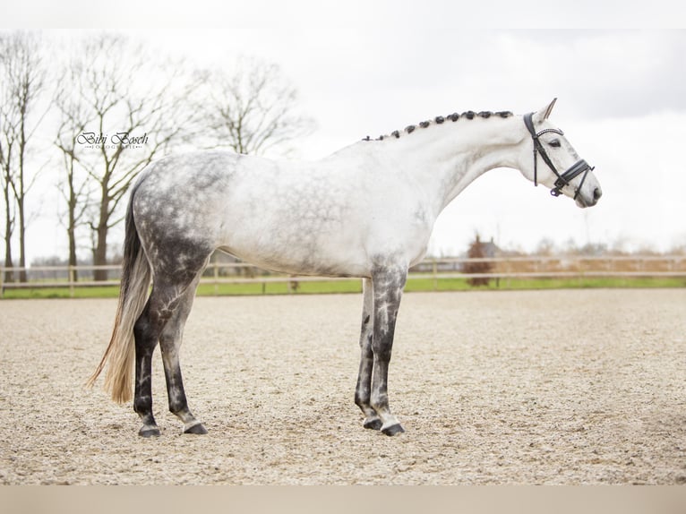 KWPN Stute 8 Jahre 173 cm Schimmel in Veghel