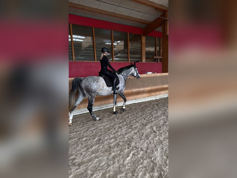 KWPN Stute 8 Jahre 174 cm Apfelschimmel in Coswig