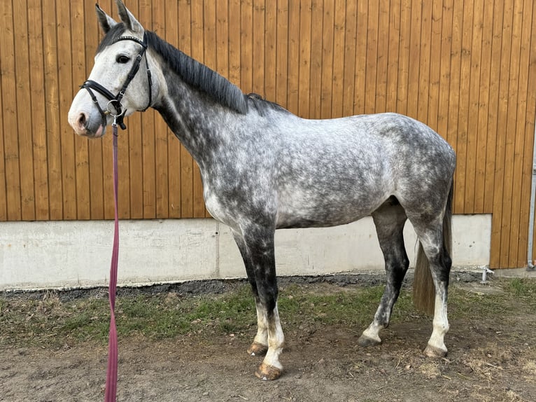 KWPN Stute 8 Jahre 174 cm Apfelschimmel in Coswig