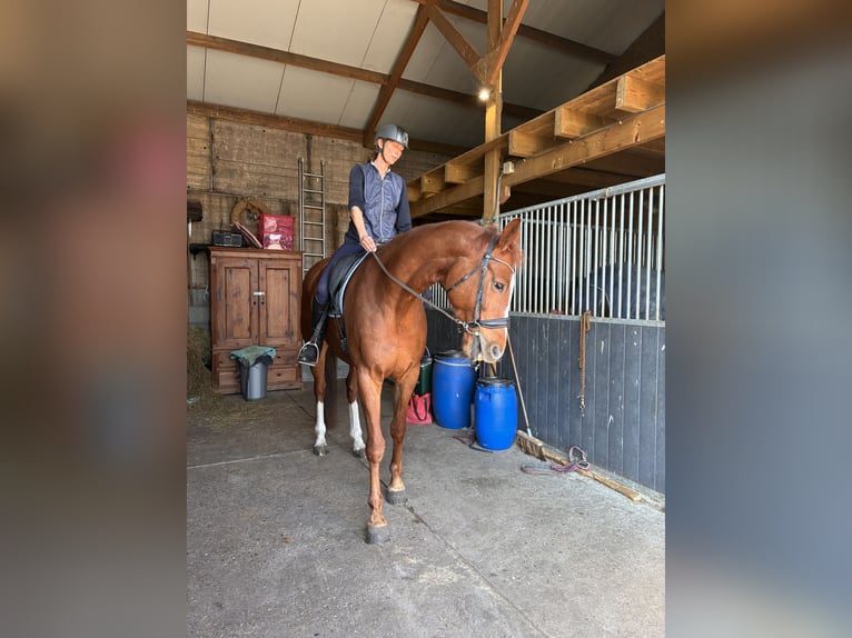 KWPN Stute 8 Jahre 174 cm Fuchs in Noordscheschut