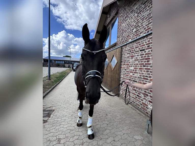 KWPN Stute 8 Jahre 174 cm Rappe in Willich