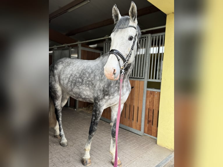 KWPN Stute 8 Jahre 174 cm Schimmel in Coswig