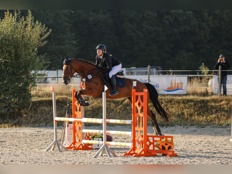KWPN Stute 8 Jahre 175 cm Brauner in K&#xF6;nigswinter
