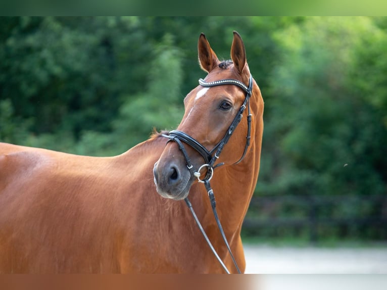 KWPN Stute 8 Jahre 175 cm Brauner in K&#xF6;nigswinter