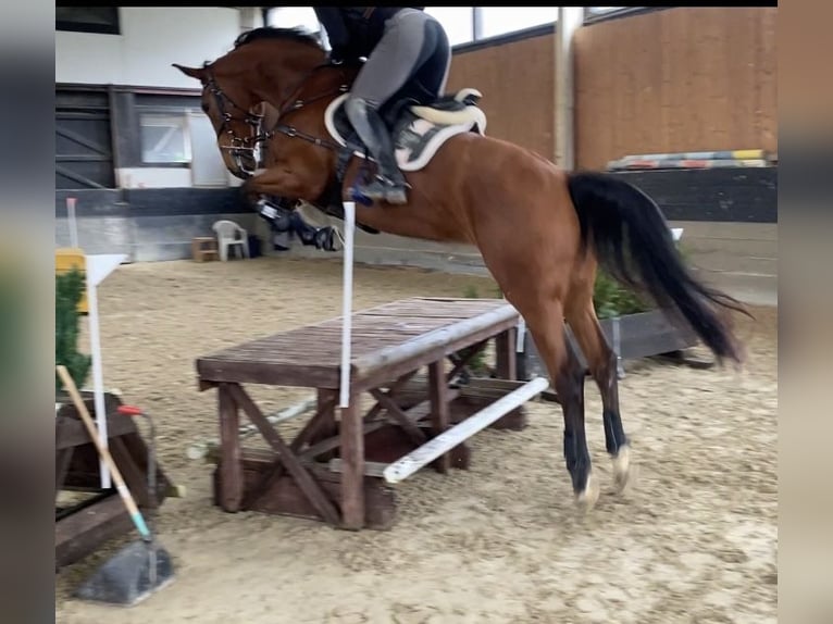 KWPN Stute 8 Jahre 175 cm Brauner in K&#xF6;nigswinter