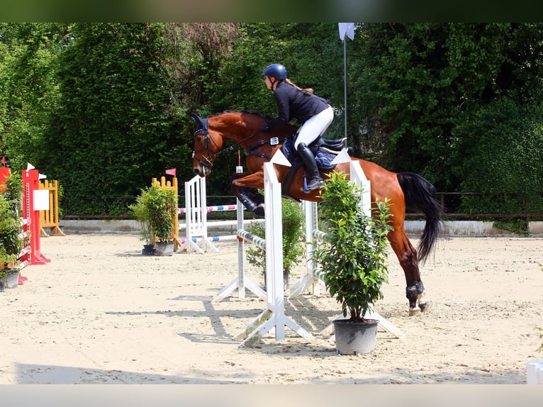 KWPN Stute 8 Jahre 175 cm Brauner in K&#xF6;nigswinter