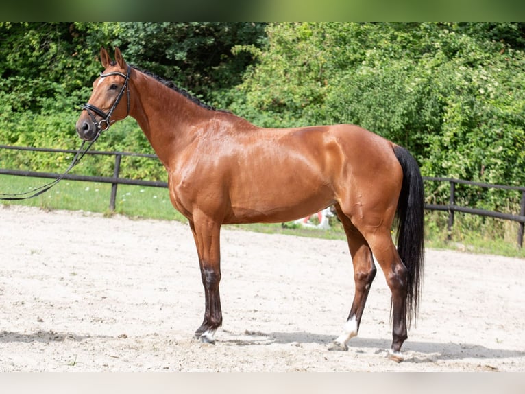 KWPN Stute 8 Jahre 175 cm Brauner in K&#xF6;nigswinter
