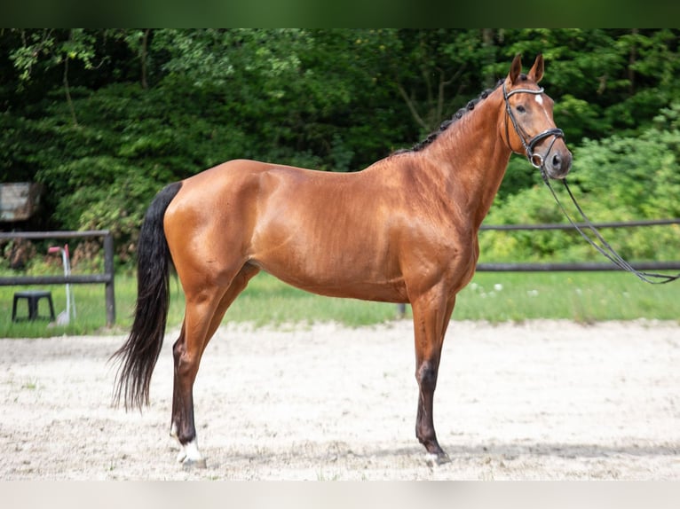 KWPN Stute 8 Jahre 175 cm Brauner in K&#xF6;nigswinter