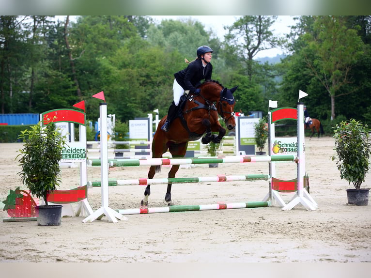KWPN Stute 8 Jahre 175 cm Brauner in K&#xF6;nigswinter
