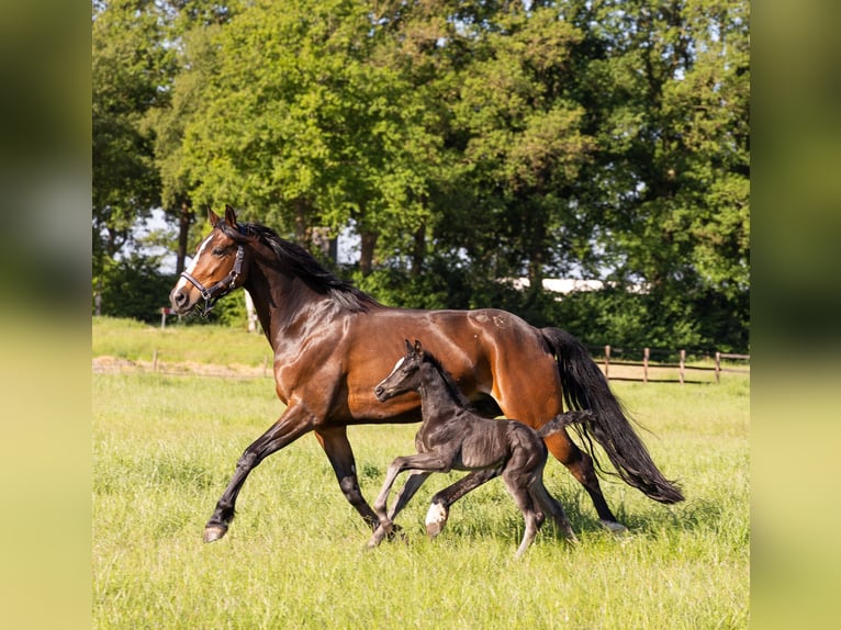 KWPN Stute 8 Jahre 175 cm Brauner in Wezup