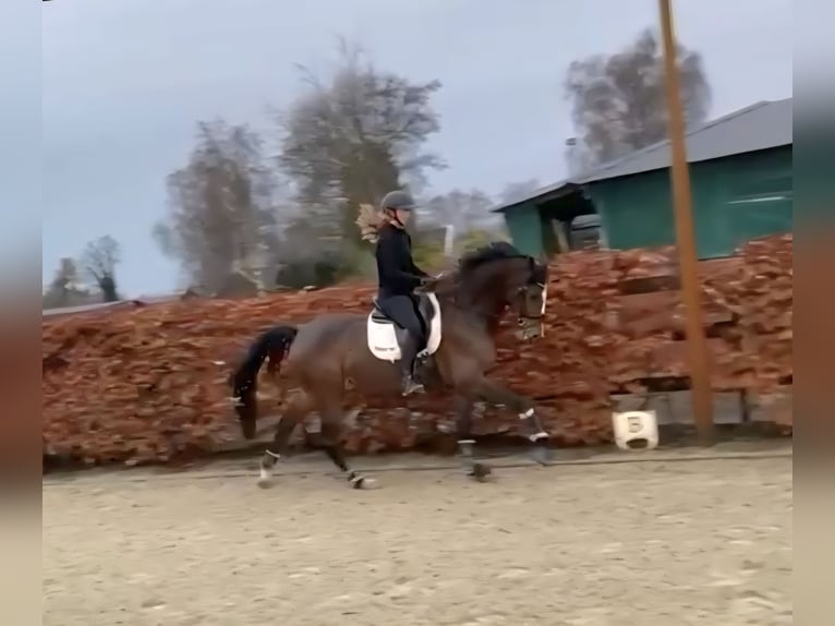KWPN Stute 8 Jahre 175 cm Brauner in Wezup