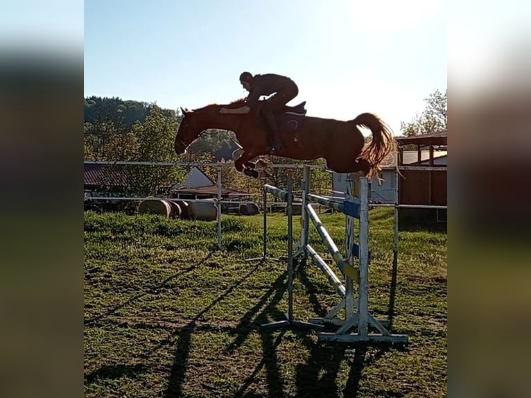KWPN Stute 8 Jahre 175 cm Fuchs in Sedl&#x10D;any